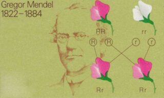 Gregor Mandel