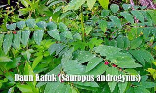 daun katuk